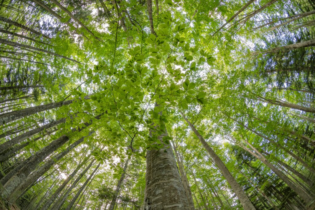 Vers un avenir durable : notre engagement RSE